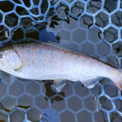 久しぶりのフライフィッシングだったが…　～岡崎トラウトポンド～